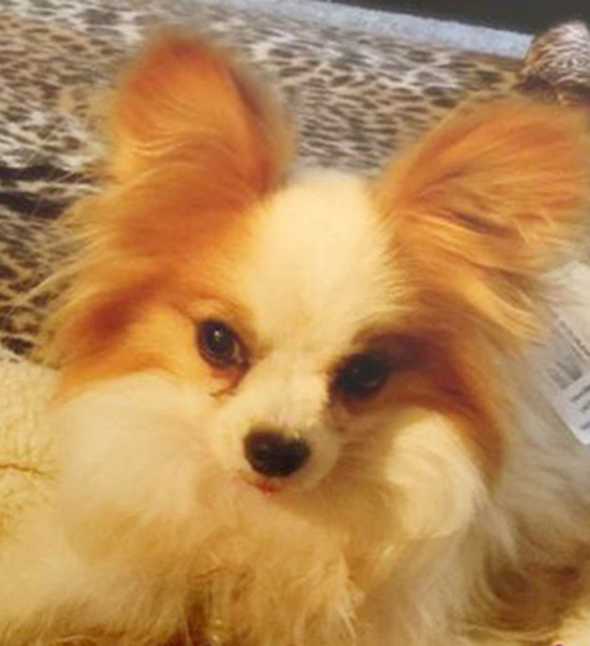 Pic of the Litter: Staccato